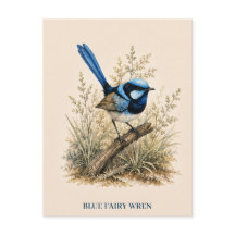 Blue Fairy Wren-ansichtkaart | Bush-editie