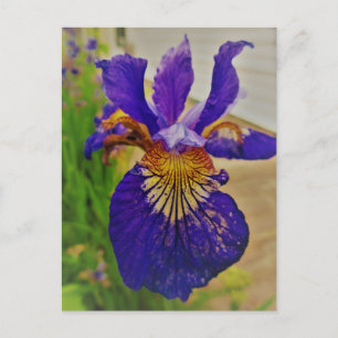 Blue Flag Iris Fleur de Lys French Canada Quebec Briefkaart