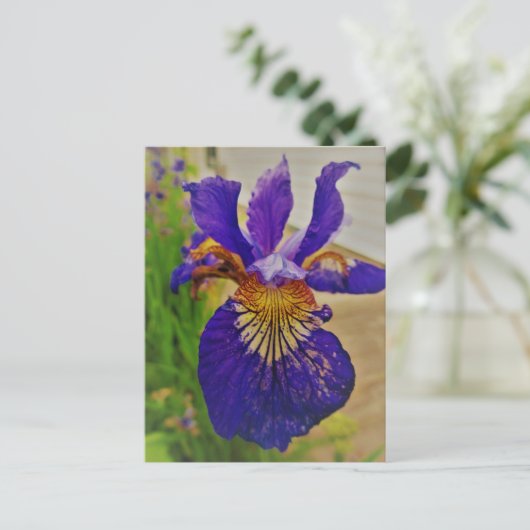 Blue Flag Iris Fleur de Lys French Canada Quebec Briefkaart (Staand voorkant)