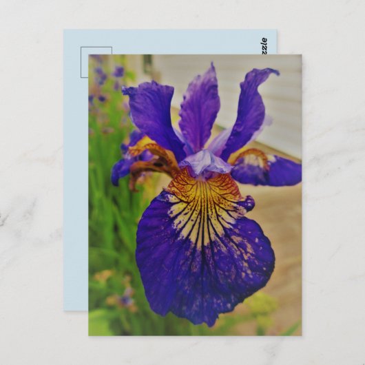 Blue Flag Iris Fleur de Lys French Canada Quebec Briefkaart (Voorkant / Achterkant)