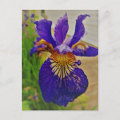 Blue Flag Iris Fleur de Lys French Canada Quebec Briefkaart (Voorkant)
