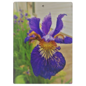 Blue Flag Iris Fleur de Lys French Canada Quebec Klembord (Achterkant)