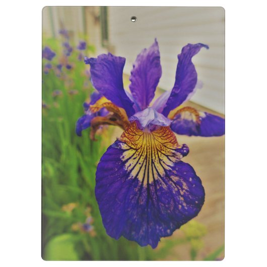 Blue Flag Iris Fleur de Lys French Canada Quebec Klembord (Achterkant)