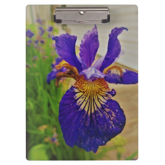 Blue Flag Iris Fleur de Lys French Canada Quebec Klembord (Voorkant)