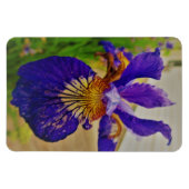 Blue Flag Iris Fleur de Lys French Canada Quebec Magneet (Horizontaal)