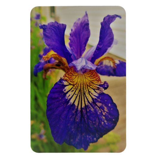 Blue Flag Iris Fleur de Lys French Canada Quebec Magneet (Verticaal)