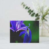 Blue Flag Iris Flower Photography Briefkaart (Staand voorkant)