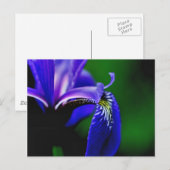 Blue Flag Iris Flower Photography Briefkaart (Voorkant / Achterkant)