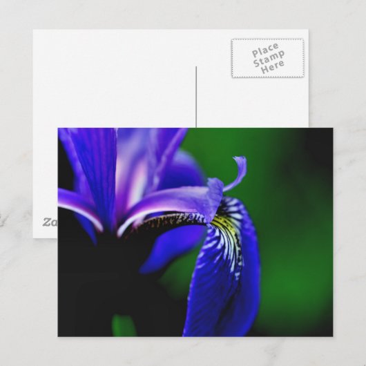 Blue Flag Iris Flower Photography Briefkaart (Voorkant / Achterkant)