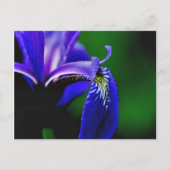 Blue Flag Iris Flower Photography Briefkaart (Voorkant)