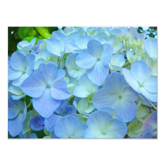 Blue Floral Hydrangeas Flowers art prints Foto Afdruk (Voorkant)