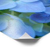 Blue Floral Hydrangeas Flowers art prints Foto Afdruk (Hoek)