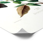 Blue Floral Le Colant Plombayo Flore D Amerique Poster (Hoek)