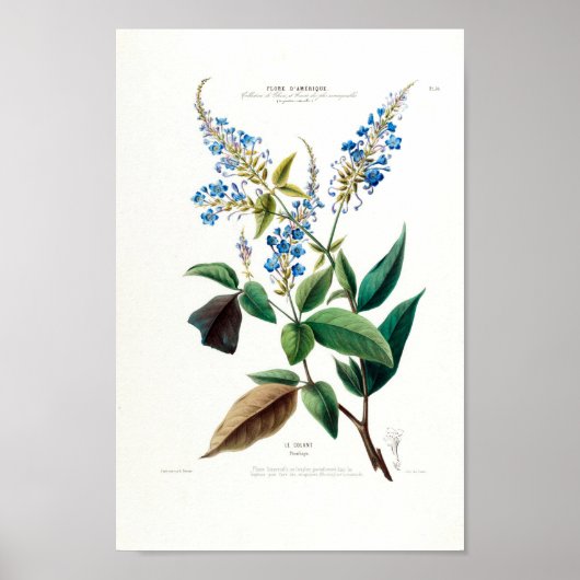 Blue Floral Le Colant Plombayo Flore D Amerique Poster (Voorkant)
