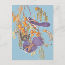 Blue Florida Scrub Jay Audubon Birds met Sinaasapp Briefkaart