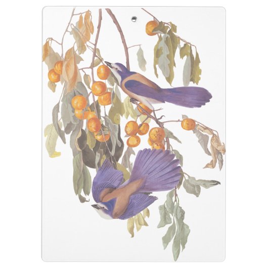 Blue Florida Scrub Jay Audubon Birds met Sinaasapp Klembord (Achterkant)