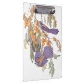 Blue Florida Scrub Jay Audubon Birds met Sinaasapp Klembord (Rechts)