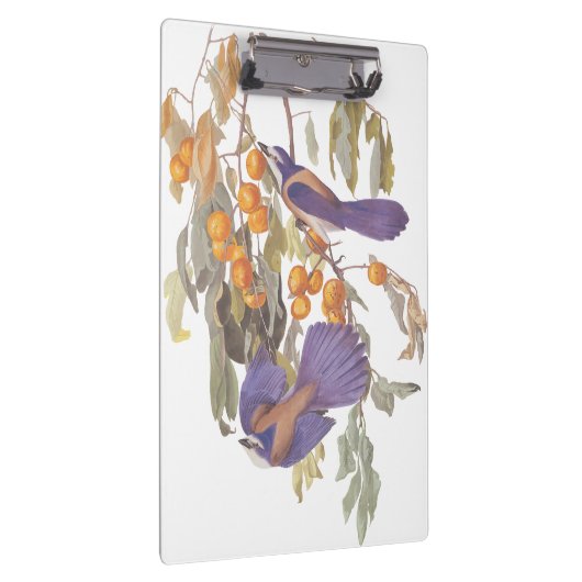 Blue Florida Scrub Jay Audubon Birds met Sinaasapp Klembord (Rechts)