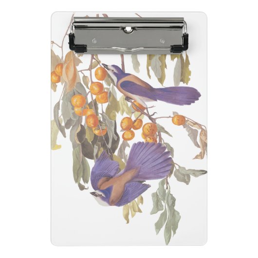 Blue Florida Scrub Jay Audubon Birds met Sinaasapp Mini Klembord (Voorkant)