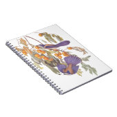 Blue Florida Scrub Jay Audubon Birds met Sinaasapp Notitieboek (Rechterzijde)