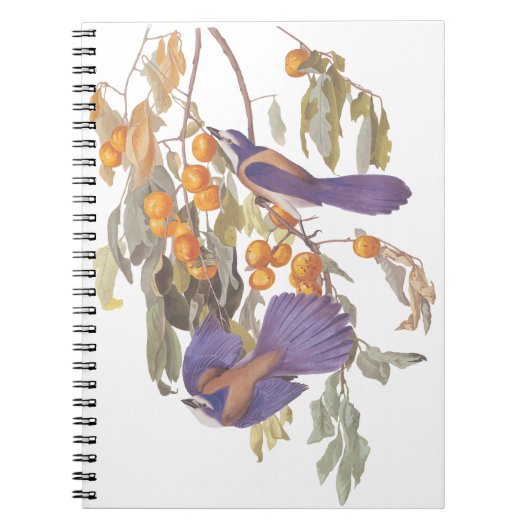 Blue Florida Scrub Jay Audubon Birds met Sinaasapp Notitieboek (Voorkant)