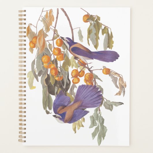 Blue Florida Scrub Jay Audubon Birds met Sinaasapp Planner (Voorkant)
