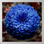Blue Flower Close-up foto Poster (Voorkant)