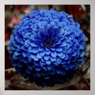 Blue Flower Close-up foto Poster