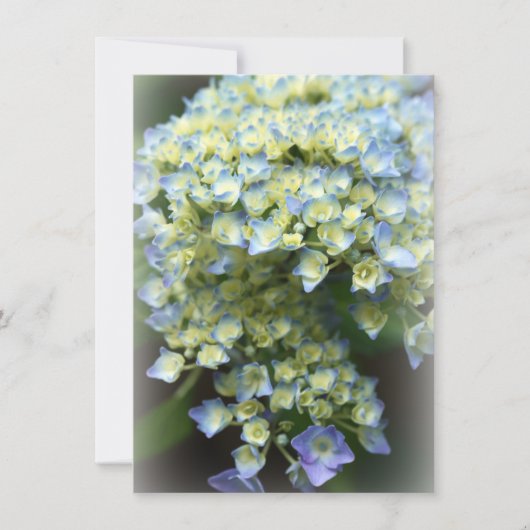 Blue Flower Flat - Bedankt voor je creditcard (Voorkant)