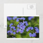 Blue Flowers Blossom Destiny Peace Love Park Vine Briefkaart (Voorkant / Achterkant)