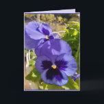 Blue Flowers Floral Pansy Foto Art Kaart<br><div class="desc">Purple Flowers Floral foto Birthday Kaart,  met de volledig aanpasbare meisjesnaam. Handbeschilderde waterverf van de viool die groeit in een pot hier in mijn tuin in het voorjaar. Stuur een kaart met de kleuren,  vorm en schoonheid van de natuur. Een kleine glimlach op een kaart!</div>
