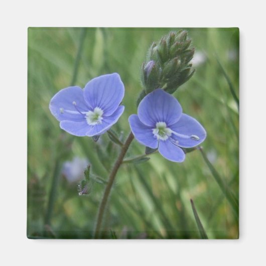 Blue Flowers Magnet (Voorkant)