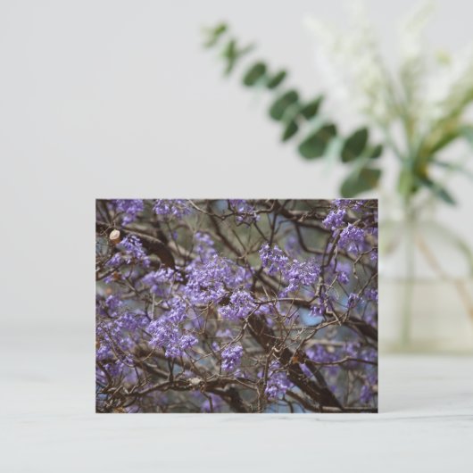 Blue flowers of a Jacaranda Tree Briefkaart (Staand voorkant)