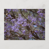 Blue flowers of a Jacaranda Tree Briefkaart (Voorkant)