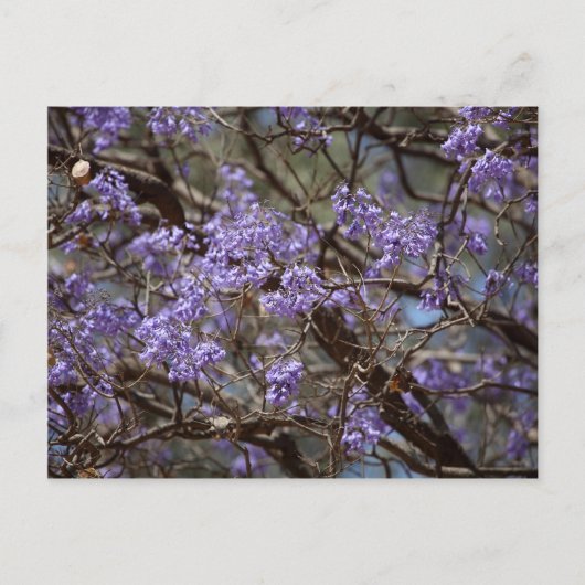 Blue flowers of a Jacaranda Tree Briefkaart (Voorkant)