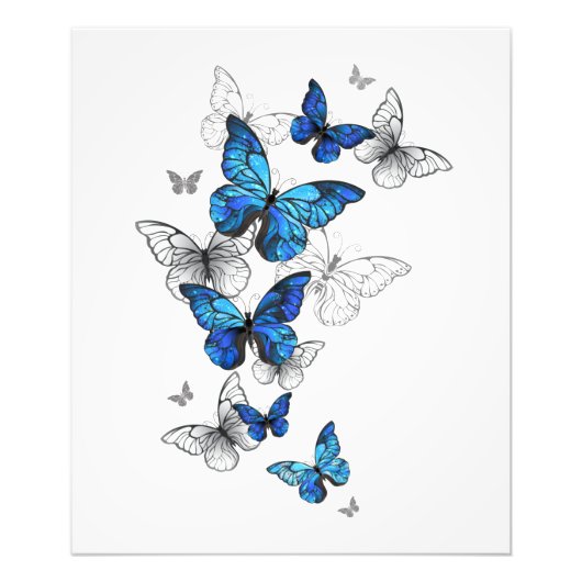 Blue Flying Butterflies Morpho Foto Afdruk (Voorkant)