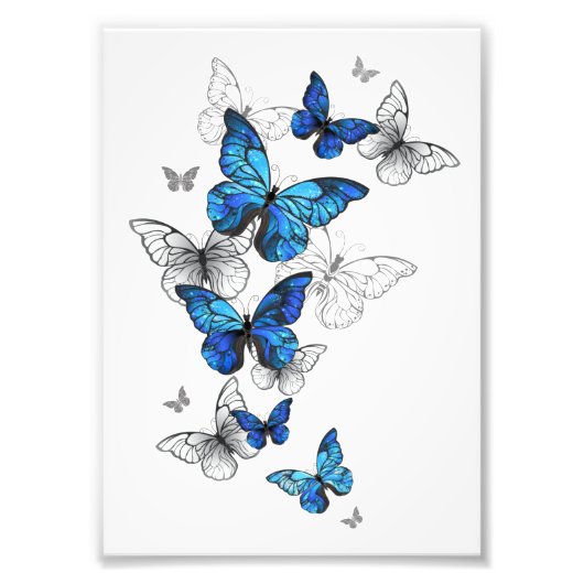 Blue Flying Butterflies Morpho Foto Afdruk (Voorkant)