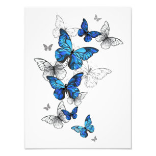 Blue Flying Butterflies Morpho Foto Afdruk
