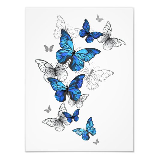 Blue Flying Butterflies Morpho Foto Afdruk (Voorkant)