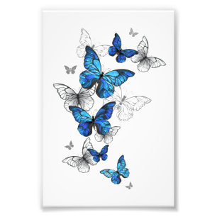 Blue Flying Butterflies Morpho Foto Afdruk