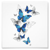Blue Flying Butterflies Morpho Foto Afdruk (Voorkant)