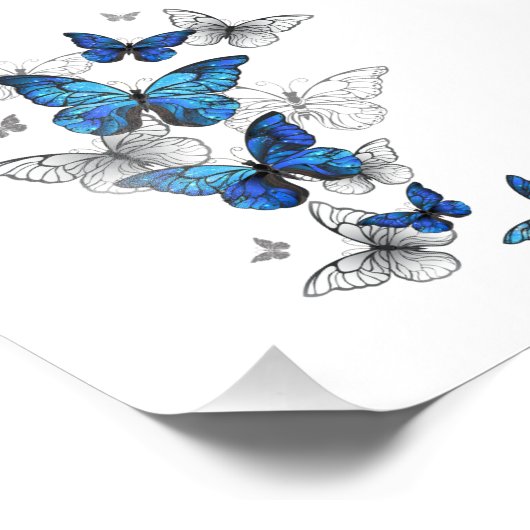 Blue Flying Butterflies Morpho Foto Afdruk (Hoek)