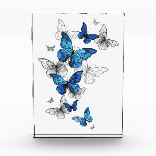 Blue Flying Butterflies Morpho Fotoblokken