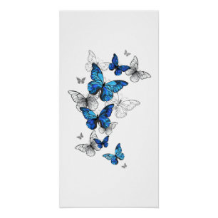 Blue Flying Butterflies Morpho Perfect Poster