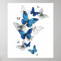 Blue Flying Butterflies Morpho