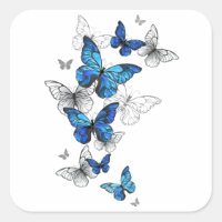 Blue Flying Butterflies Morpho