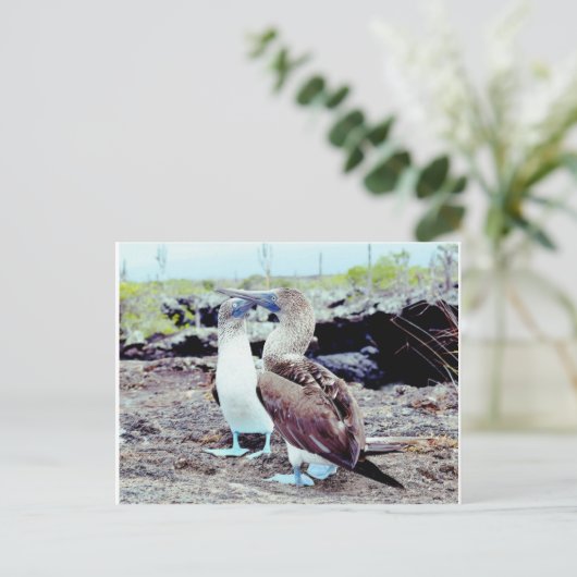 Blue Footed Boobies, Galapagos-eilanden Briefkaart (Staand voorkant)