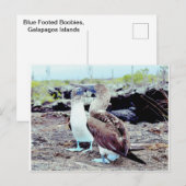 Blue Footed Boobies, Galapagos-eilanden Briefkaart (Voorkant / Achterkant)