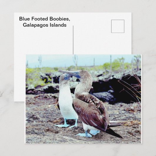 Blue Footed Boobies, Galapagos-eilanden Briefkaart (Voorkant / Achterkant)