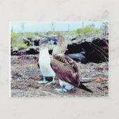 Blue Footed Boobies, Galapagos-eilanden Briefkaart (Voorkant)